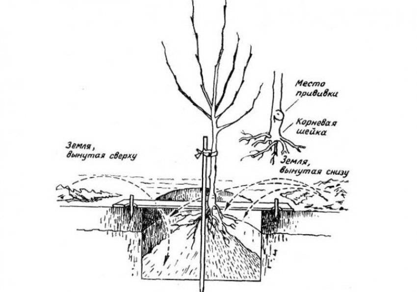 Схема посадки груші