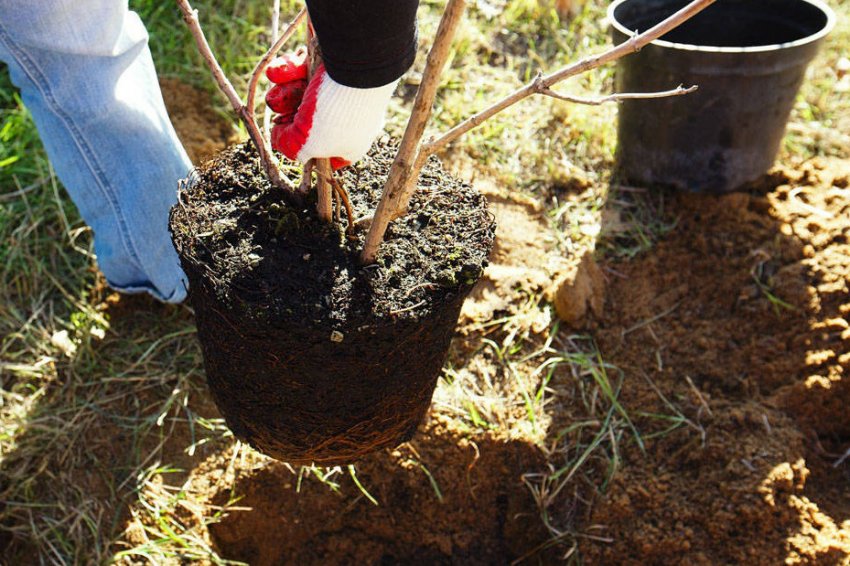 Висадка саджанців груші