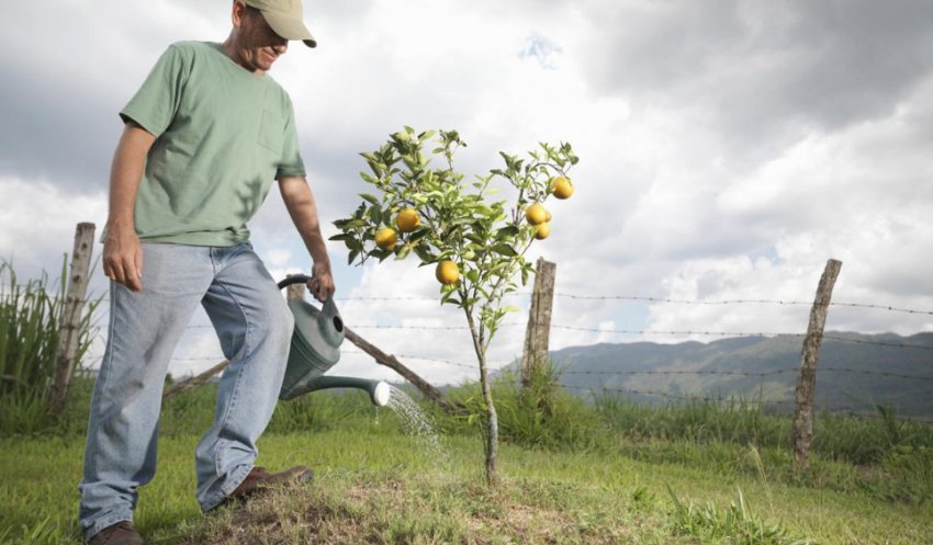 Полив груші