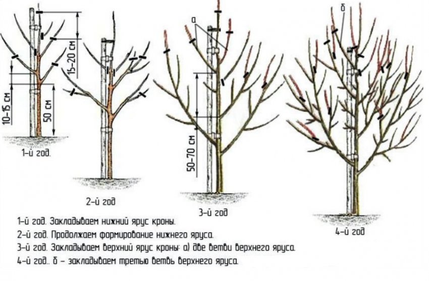 Схема обрізки