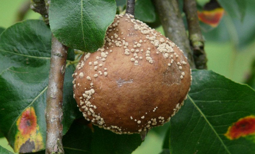 Моніліоз груші