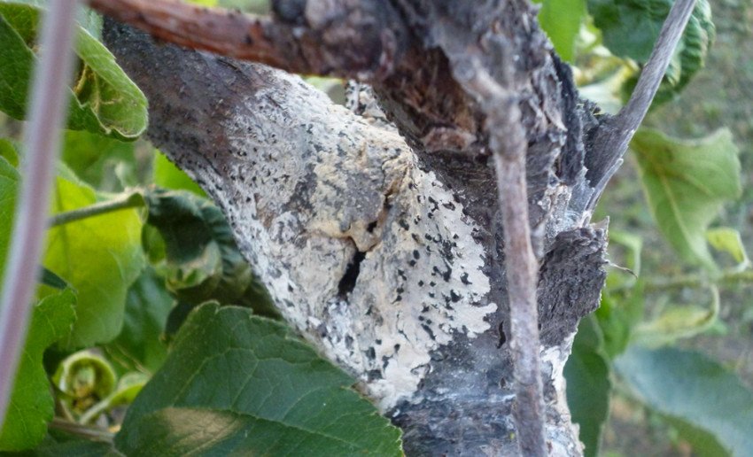 Цитоспороз груші