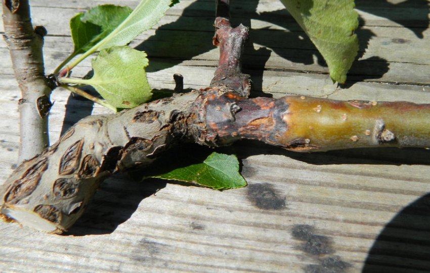 Чорний рак груші