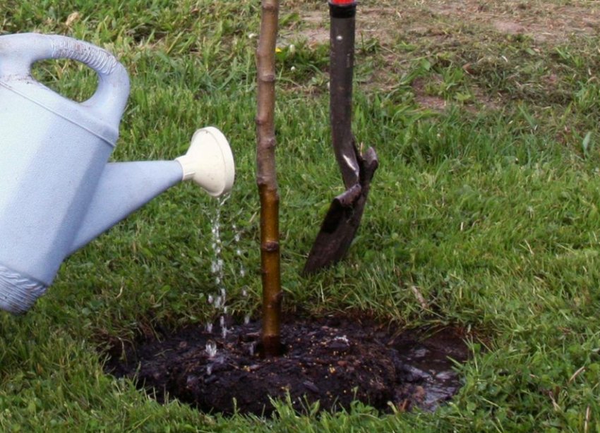 Полив груші