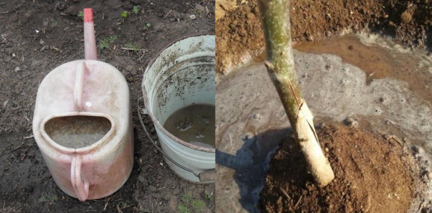 Підживлення груші