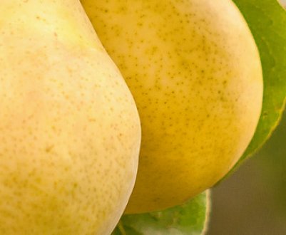 Особливості вирощування та догляду за грушею Киффер