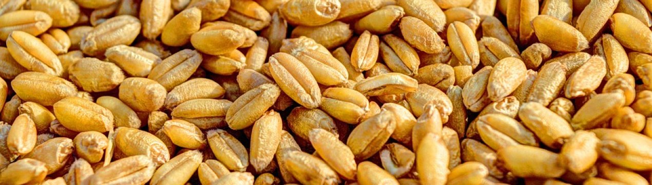 Тепла погода загрожує українським озимим масовим ураженням хворобами