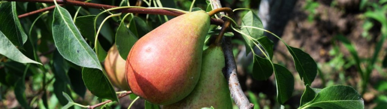 Особливості посадки і догляду за грушею Кокинская в домашніх умовах