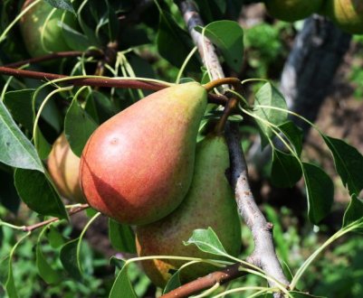 Особливості посадки і догляду за грушею Кокинская в домашніх умовах