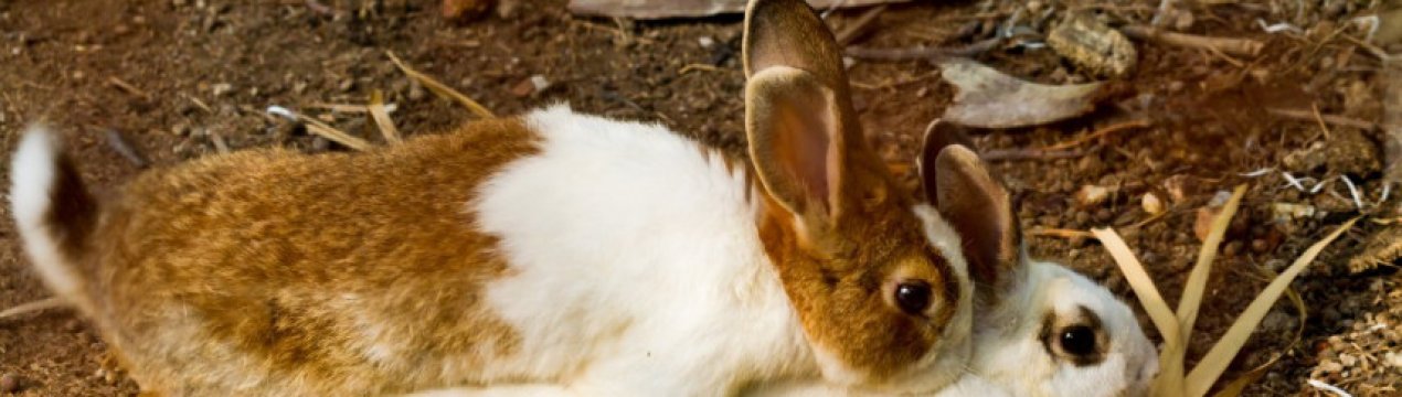 Як кролики спаровуються: у якому віці та як правильно спаровувати кроликів