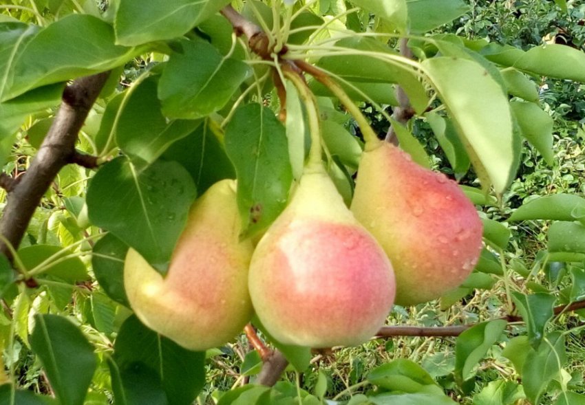 Груша Кокинская Груша Кокинская