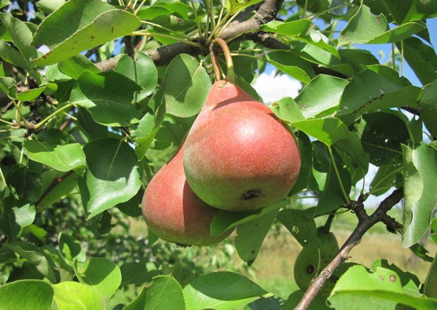 Груша Кокинская Груша Кокинская