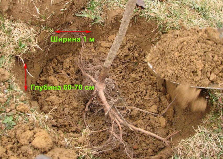 Посадка саджанця груші Посадка саджанця груші