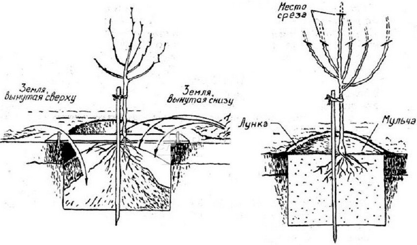 Схема посадки груші