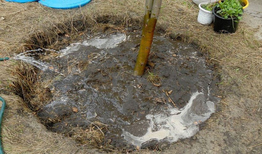 Полив груші