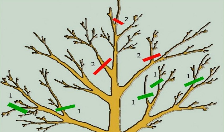Обрізання груші
