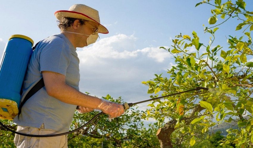 Обприскування груш