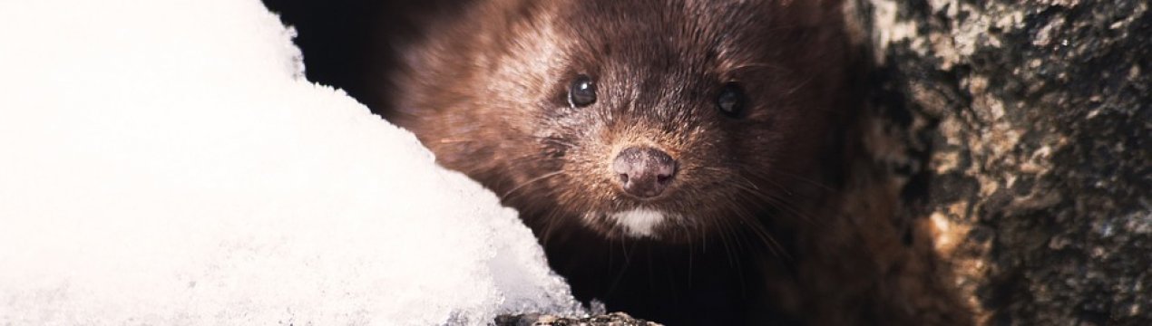 На Волині буде відкрита норкова звіроферма потужністю 9,8 тис. голів