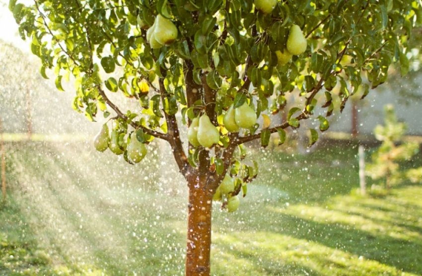 Полив груші Полив груші