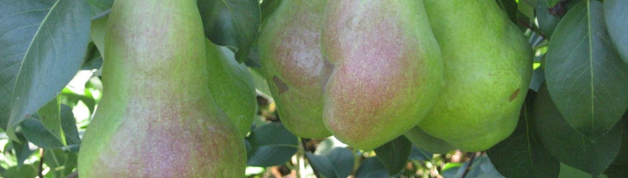 Особливості посадки і догляду за грушею сорти Перун