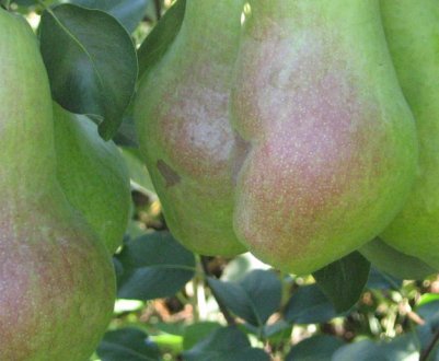 Особливості посадки і догляду за грушею сорти Перун