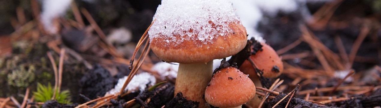 Диво з Прикарпаття: гриби під снігом