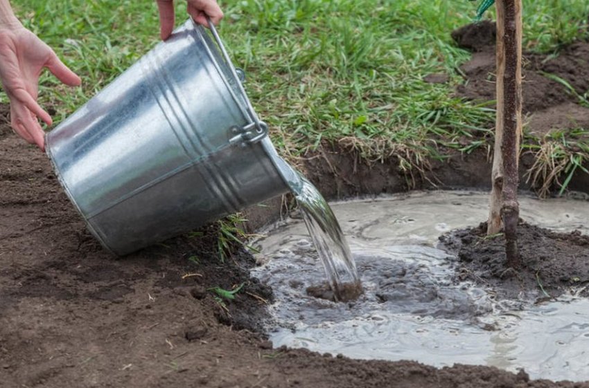 Підживлення груші Підживлення груші