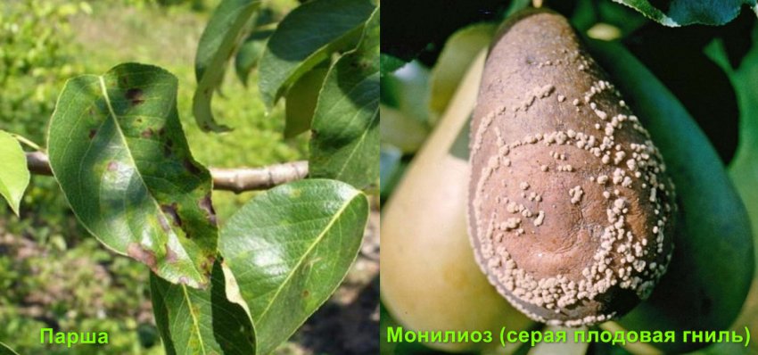 Хвороби груші Хвороби груші