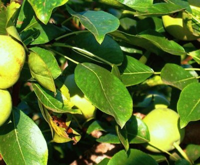 Груша Киргизька зимова — особливості посадки і догляду