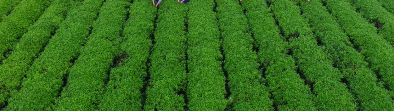 Китай планує підвищити конкурентну спроможність свого сільського господарства