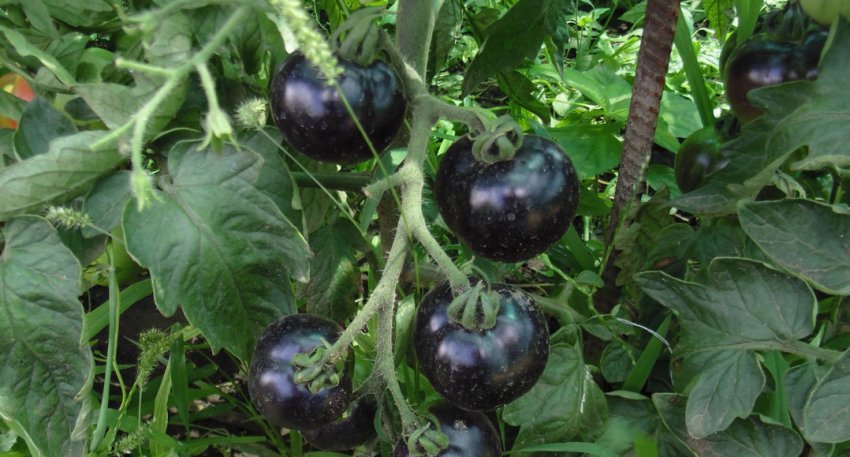 Томат Чорна гроно F1