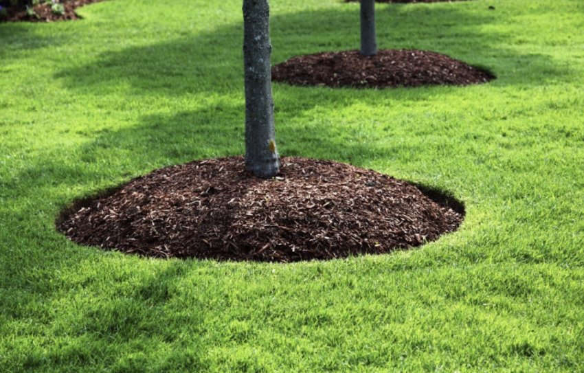 Мульчування пристовбурового кола