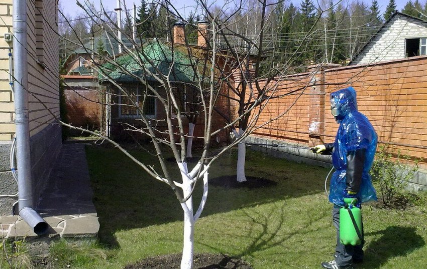 Обробка груші