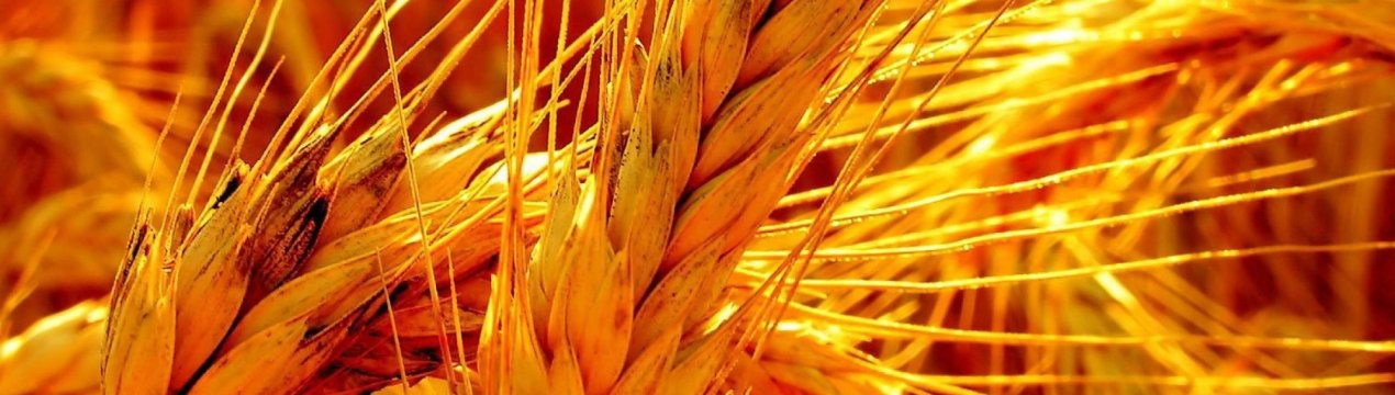 У Казахстані відзначається зниження зростання збору зернобобових культур та збільшення експорту ячменю