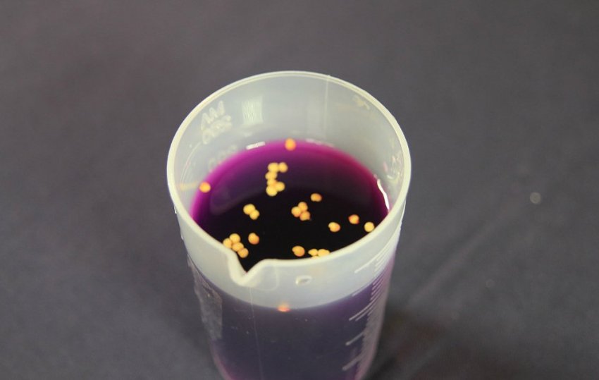 Насіння томатів в розчині марганцівки