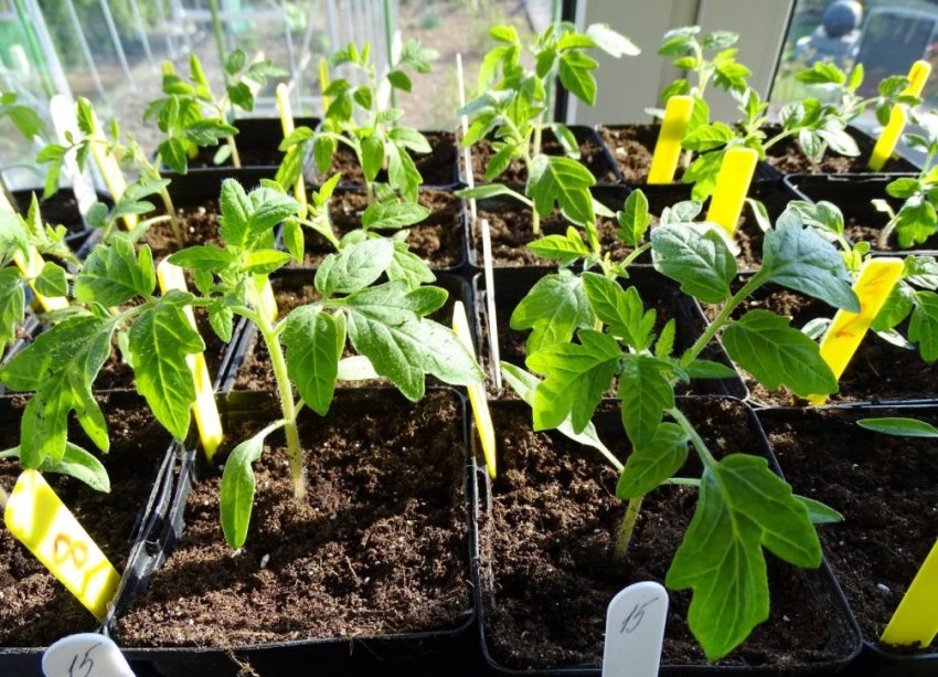 Загартовування розсади томатів