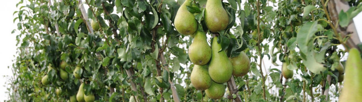 Груша Конференція та особливості її вирощування