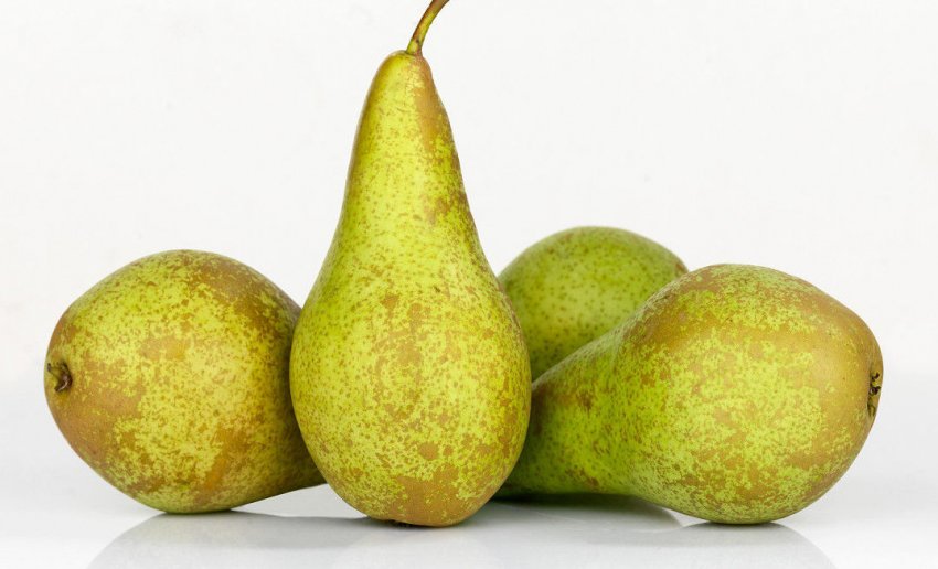 Груша Конференція: опис та характеристика сорту, особливості ...