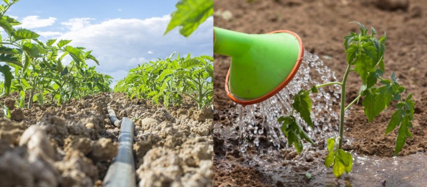 Полив томатів