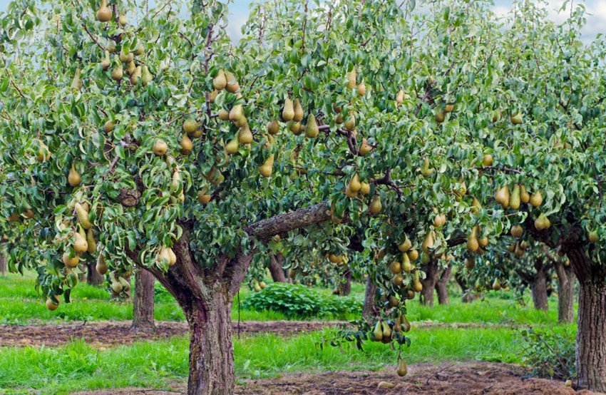 Груша Конференція