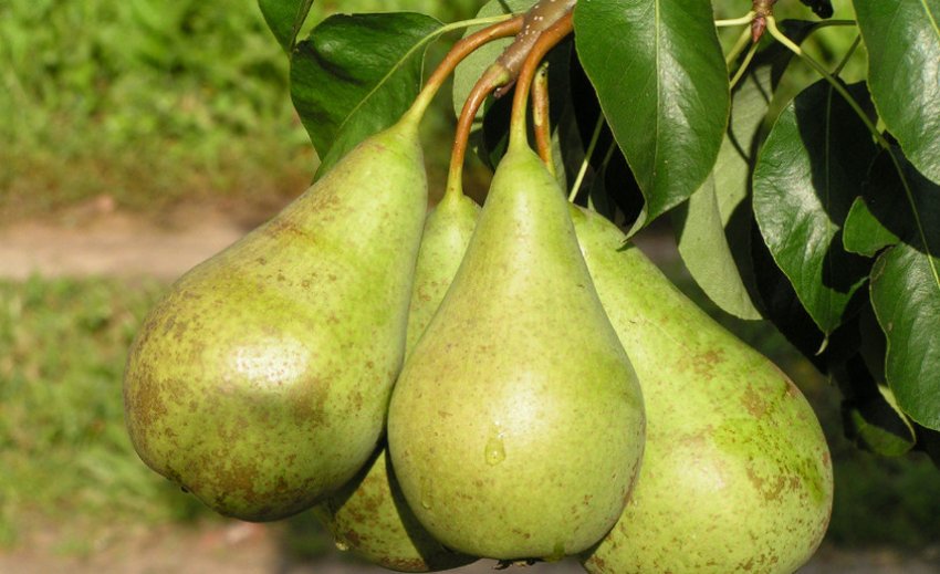 Груша Конференція