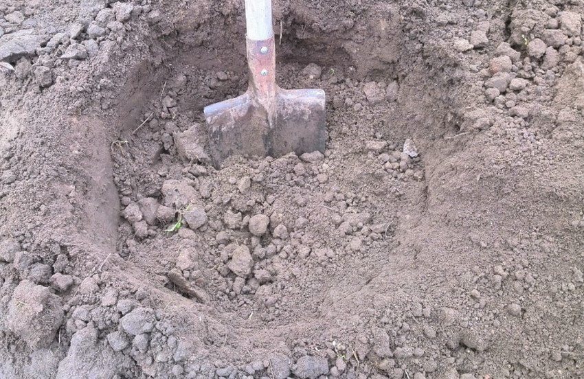 Місце для посадки груші