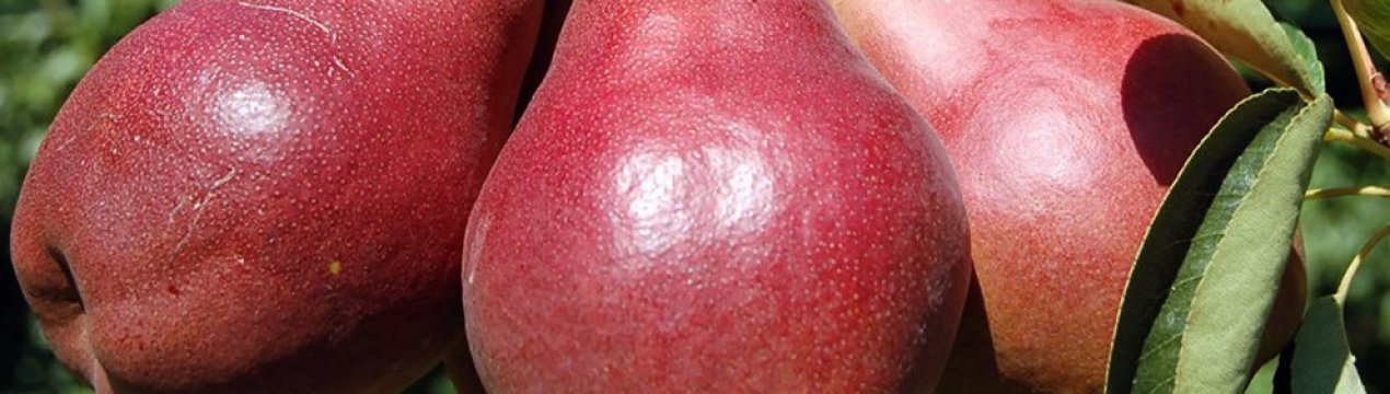 Особливості вирощування груші сорту Кармен