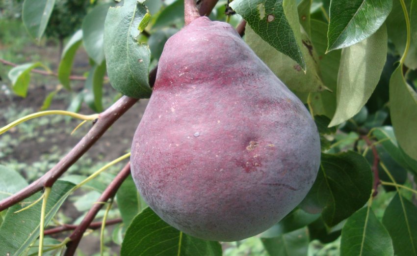 Груша сорту Кармен