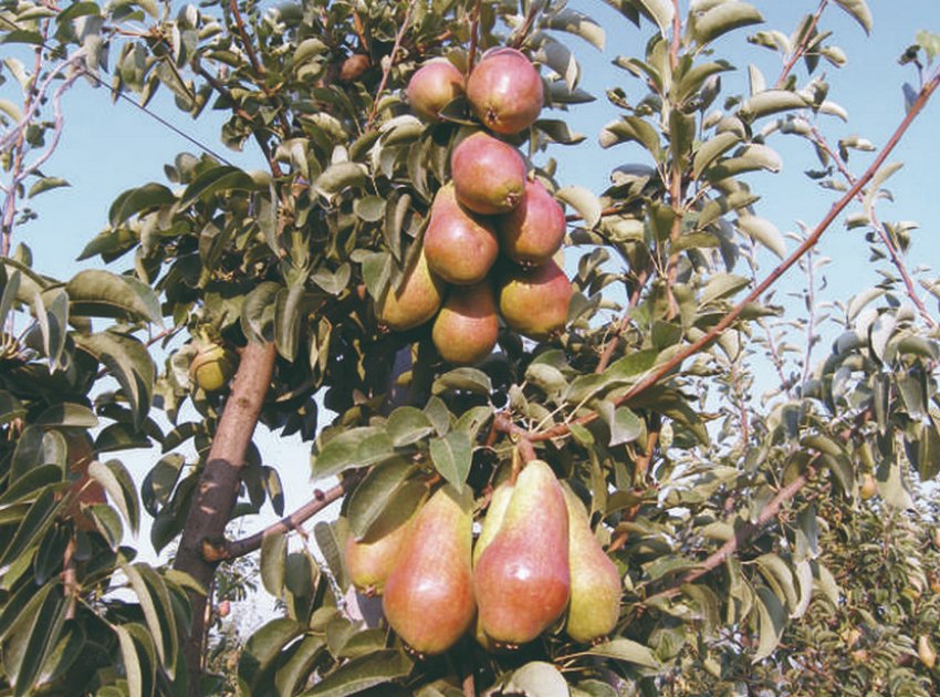 Груша сорту Кармен