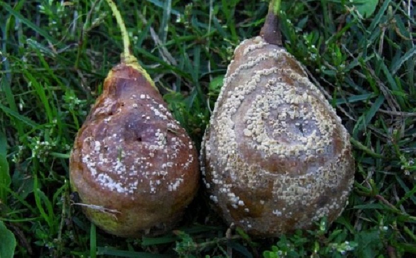 Моніліоз груші