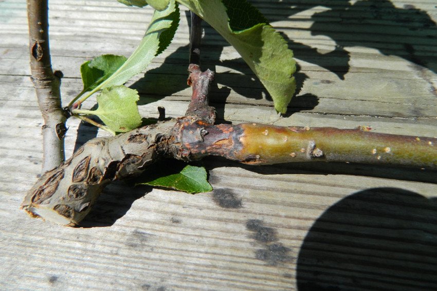 Чорний рак груші