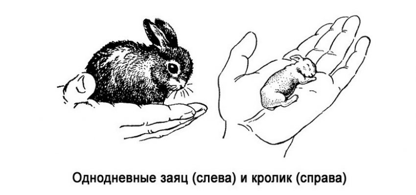 Потомство зайца и кролика