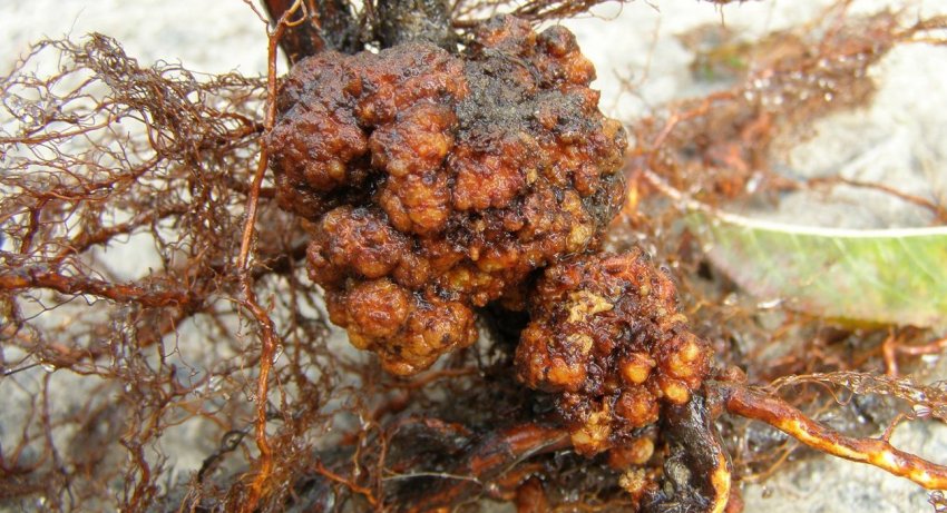 Кореневий бактеріальний рак груші