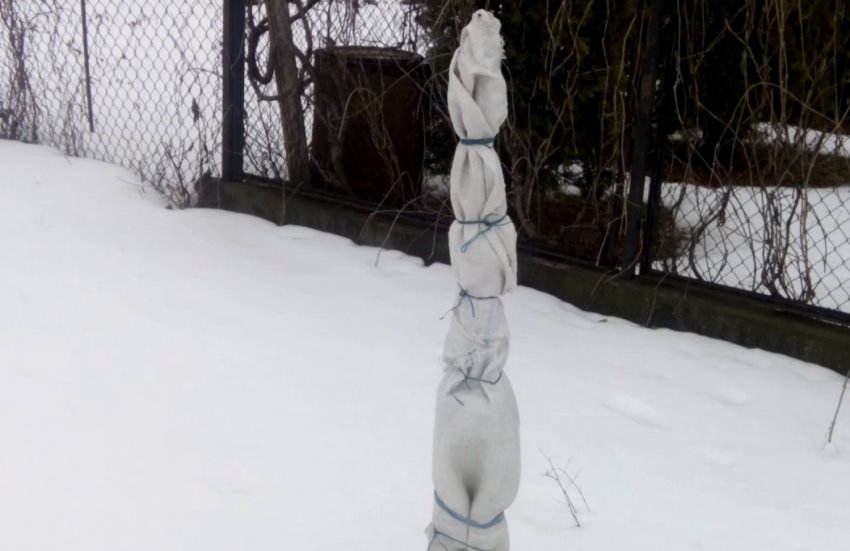 Укритий саджанець груші Укритий саджанець груші